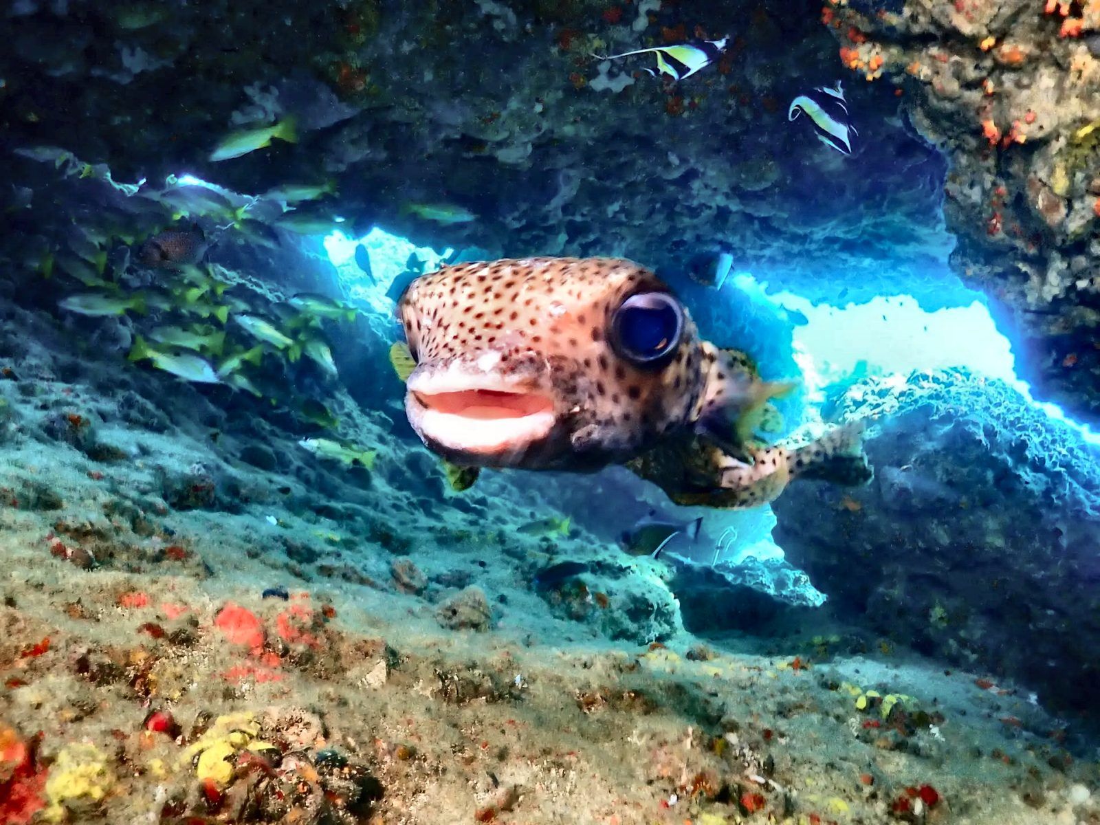 A curious pufferfish
