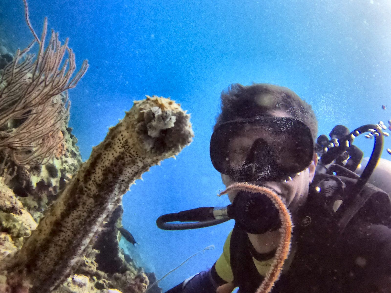 A close encounter with a sea cucumber